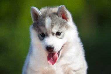 Sibirya Husky köpeği dışarıda.