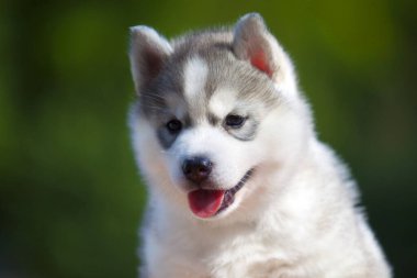 Sibirya Husky köpeği dışarıda.