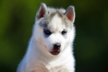 Sibirya Husky köpeği dışarıda.