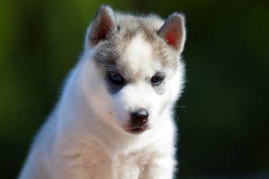 Sibirya Husky köpeği dışarıda.