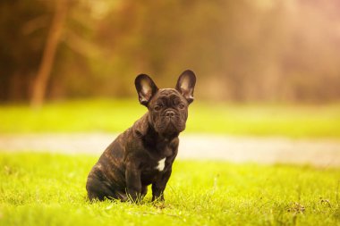 Tatlı Fransız Bulldog köpek yavrusu.