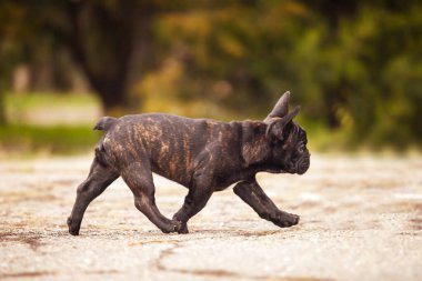Tatlı Fransız Bulldog köpek yavrusu.