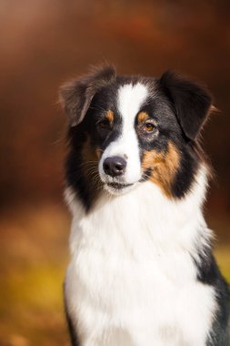 Avustralya çoban köpeği.