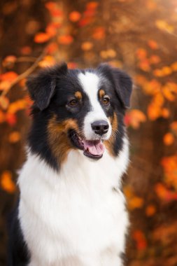 Avustralya çoban köpeği.