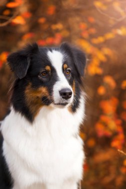 Avustralya çoban köpeği.