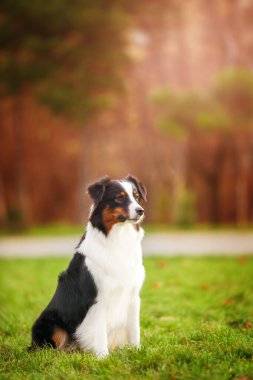 Avustralya çoban köpeği.