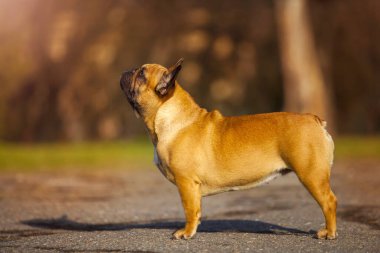 Tatlı Fransız Bulldog köpek yavrusu.