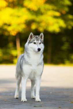 tapılası Sibirya köpeği açık havada.