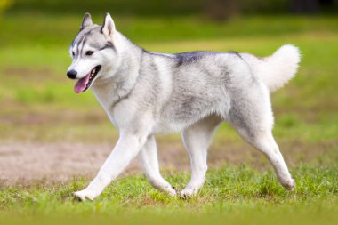tapılası Sibirya köpeği açık havada.