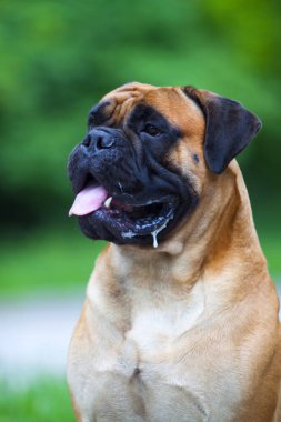 Tatlı Fransız Bulldog köpek yavrusu.