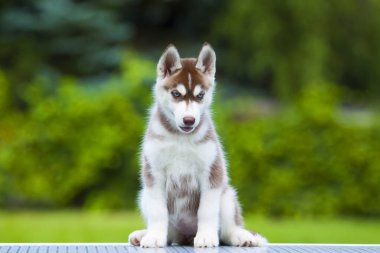 Sibirya Husky köpeği dışarıda.