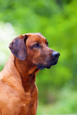 Rodezyalı sırt köpeği açık havada.