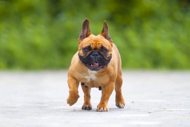 Tatlı Fransız Bulldog köpek yavrusu.