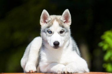 Sibirya Husky köpeği dışarıda.
