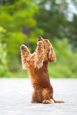 Komik cocker spaniel açık havada bulanık arka planda
