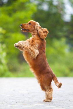 Komik cocker spaniel açık havada bulanık arka planda