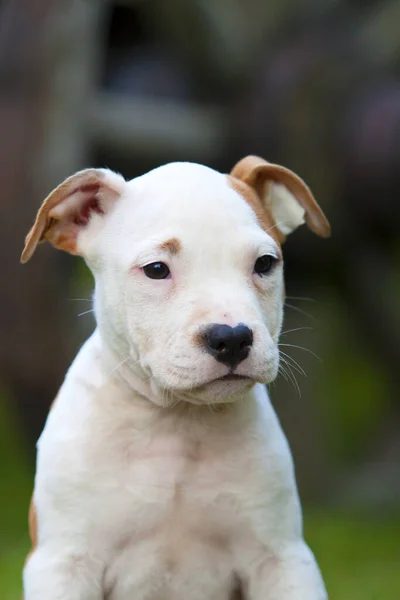 American Staffordshire Terrier Valp Utomhus — Stockfoto