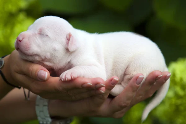 Primer Plano Bulldog Francés Cachorro Manos Humanas — Foto de Stock