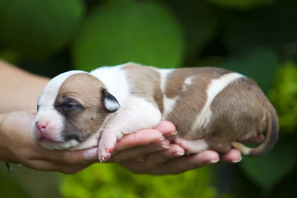 Nsan Eliyle Fransız Buldog Köpeğini Kapatın — Stok fotoğraf