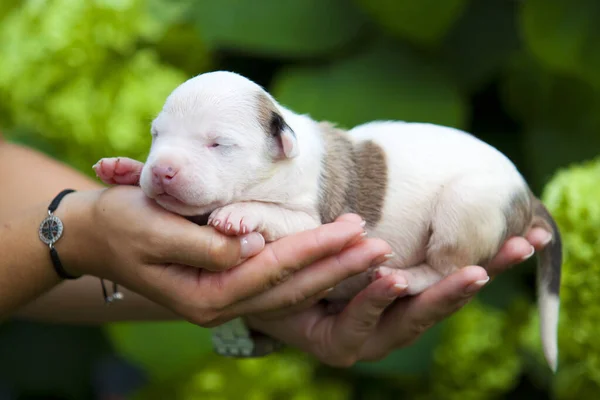 Primer Plano Bulldog Francés Cachorro Manos Humanas — Foto de Stock