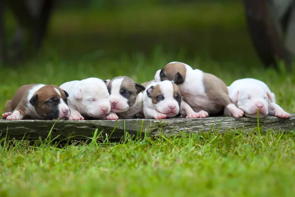 American Staffordshire Terrier dog outdoor puppies