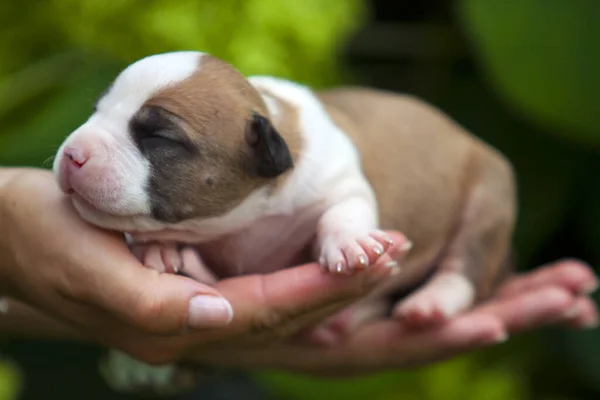 Närbild Fransk Bulldog Valp Mänskliga Händer — Stockfoto