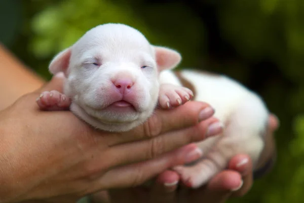 Primo Piano Del Cucciolo Bulldog Francese Sulle Mani Umane — Foto Stock