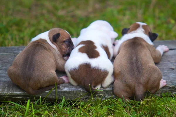 American Staffordshire Terrier Dog Outdoor Puppies — Stock Photo, Image