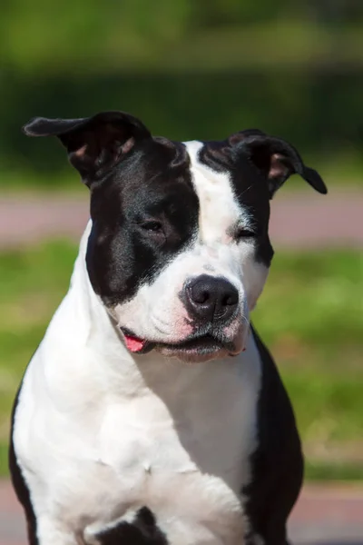 Staffordshire Terrier Retrato Aire Libre —  Fotos de Stock