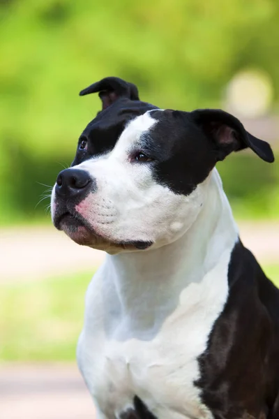 Staffordshire Terrier Portret Zewnętrzny — Zdjęcie stockowe