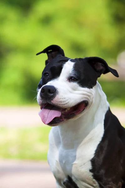 Staffordshire Terrier Retrato Aire Libre —  Fotos de Stock