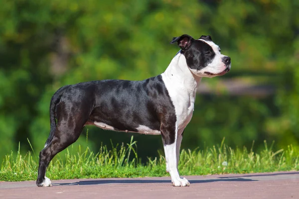 Staffordshire Terrier Retrato Livre — Fotografia de Stock