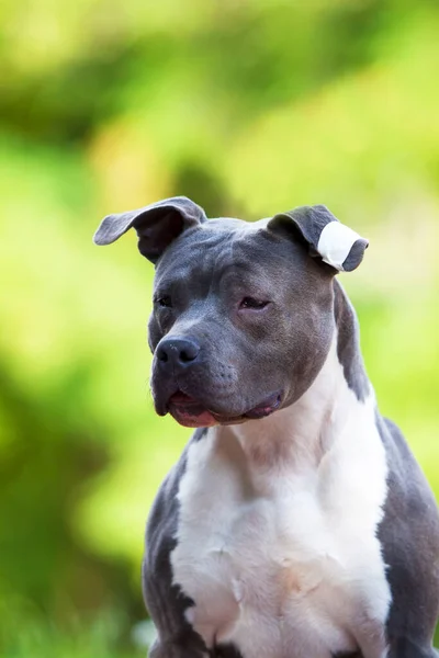 Staffordshire Terrier Ritratto All Aperto — Foto Stock