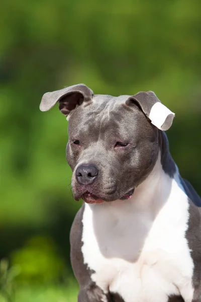 Staffordshire Terrier Retrato Aire Libre —  Fotos de Stock