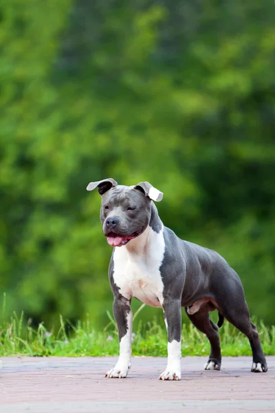 Staffordshire Terrier Portret Zewnętrzny — Zdjęcie stockowe