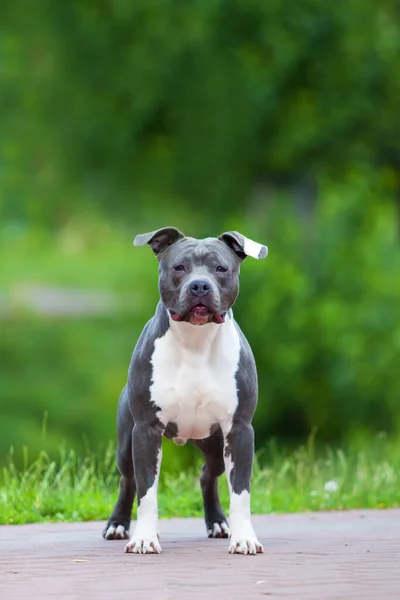 Staffordshire Terrier Retrato Aire Libre —  Fotos de Stock