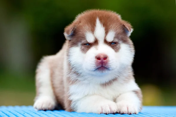 Chiot Husky Sibérie Extérieur — Photo