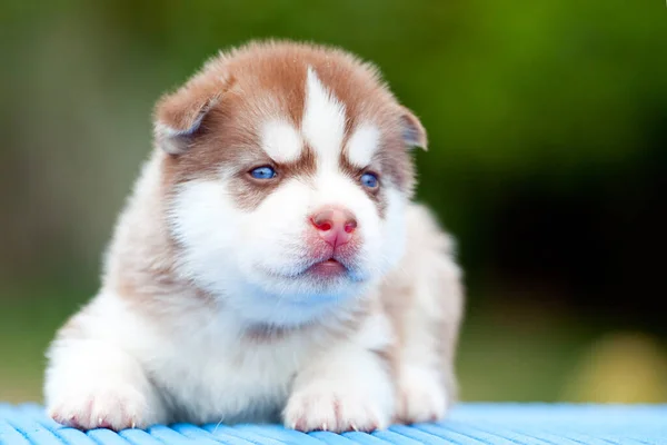 Cachorrinho Husky Siberiano Livre — Fotografia de Stock