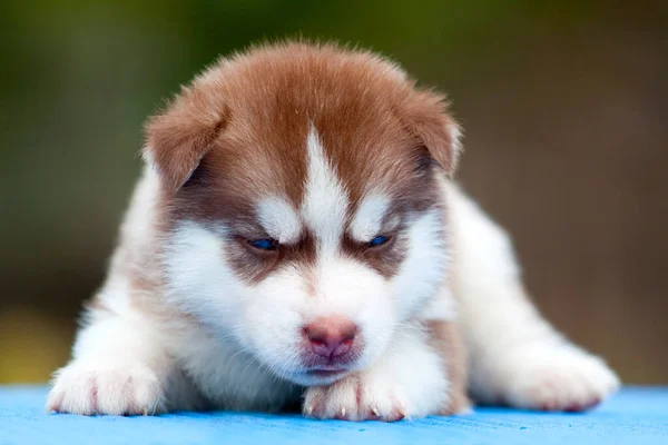 Siberiano Husky Cachorro Aire Libre —  Fotos de Stock