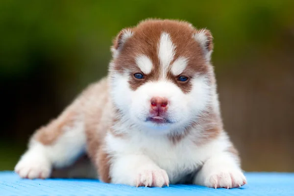 Siberische Husky Puppy Buiten — Stockfoto