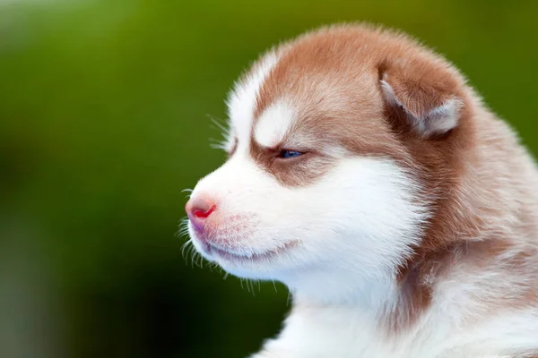 Cachorrinho Husky Siberiano Livre — Fotografia de Stock