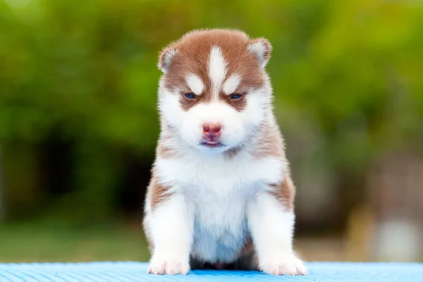 Siberiano Husky Cachorro Aire Libre — Foto de Stock