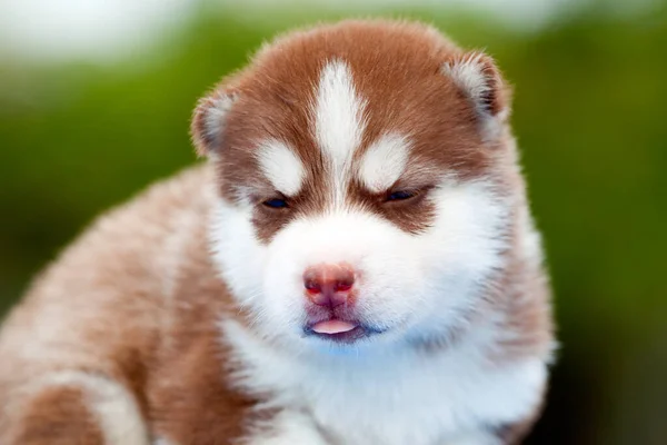 Anjing Husky Siberia Luar Ruangan — Stok Foto