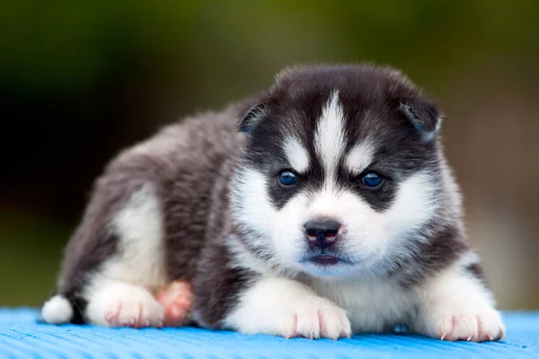 Cachorrinho Husky Siberiano Livre — Fotografia de Stock