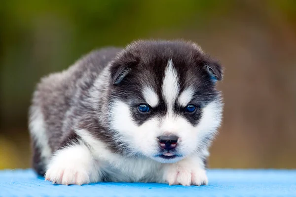 Chiot Husky Sibérie Extérieur — Photo