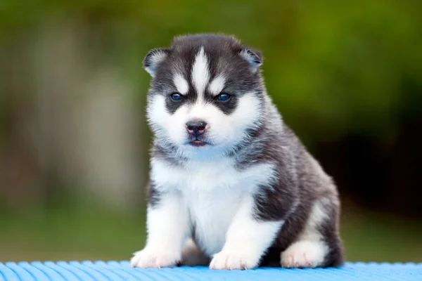 Cachorrinho Husky Siberiano Livre — Fotografia de Stock