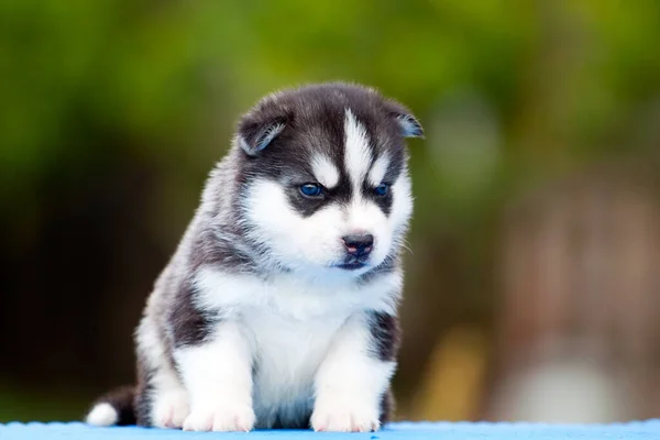 Chiot Husky Sibérie Extérieur — Photo