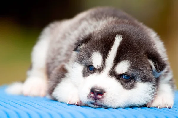 Cachorrinho Husky Siberiano Livre — Fotografia de Stock