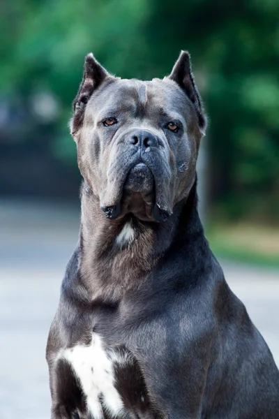 Close Portret Van Mooie Riet Corso Hond — Stockfoto