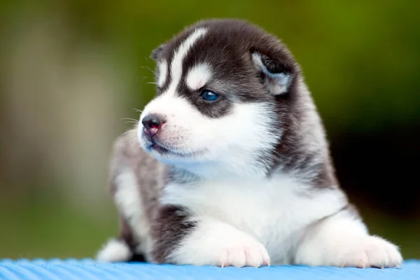 Cachorrinho Husky Siberiano Livre — Fotografia de Stock